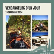 atelier vendangeurs d'un jour