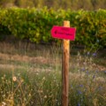 Le Sentier Vigneron Une balade libre et immersive au cœur du vignoble. Château Paradis
