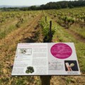 Le Sentier Vigneron Une balade libre et immersive au cœur du vignoble. Château Paradis