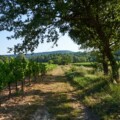 Le Sentier Vigneron Une balade libre et immersive au cœur du vignoble. Château Paradis