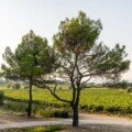 Le Sentier Vigneron Une balade libre et immersive au cœur du vignoble. Château Paradis