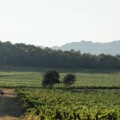 Le Sentier Vigneron Une balade libre et immersive au cœur du vignoble. Château Paradis