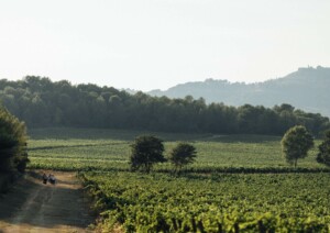 Le Sentier Vigneron Une balade libre et immersive au cœur du vignoble. Château Paradis